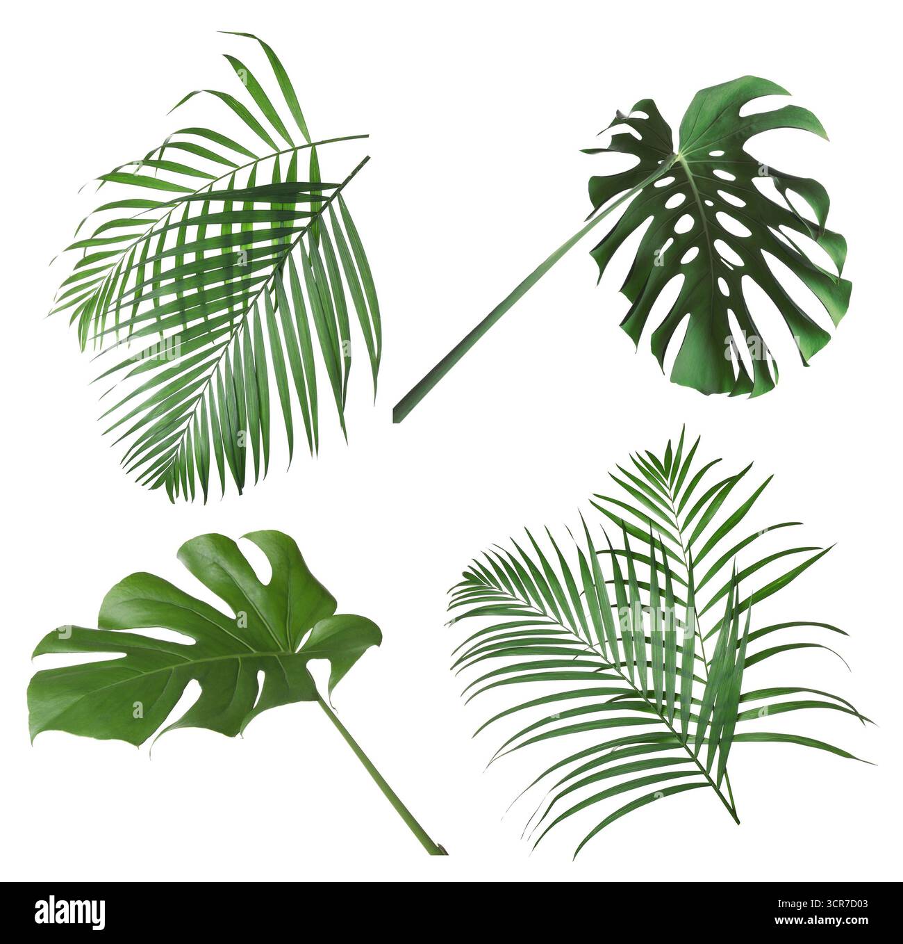 Green leaves of tropical plants isolated on white, set. Bright foliage of palm tree and monstera Stock Photo