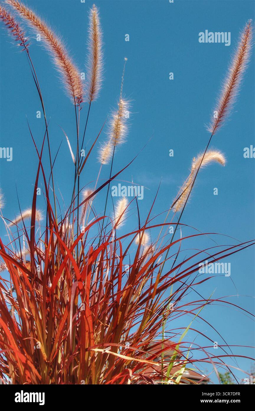 Pennisetum purple fountain grass hi-res stock photography and images ...