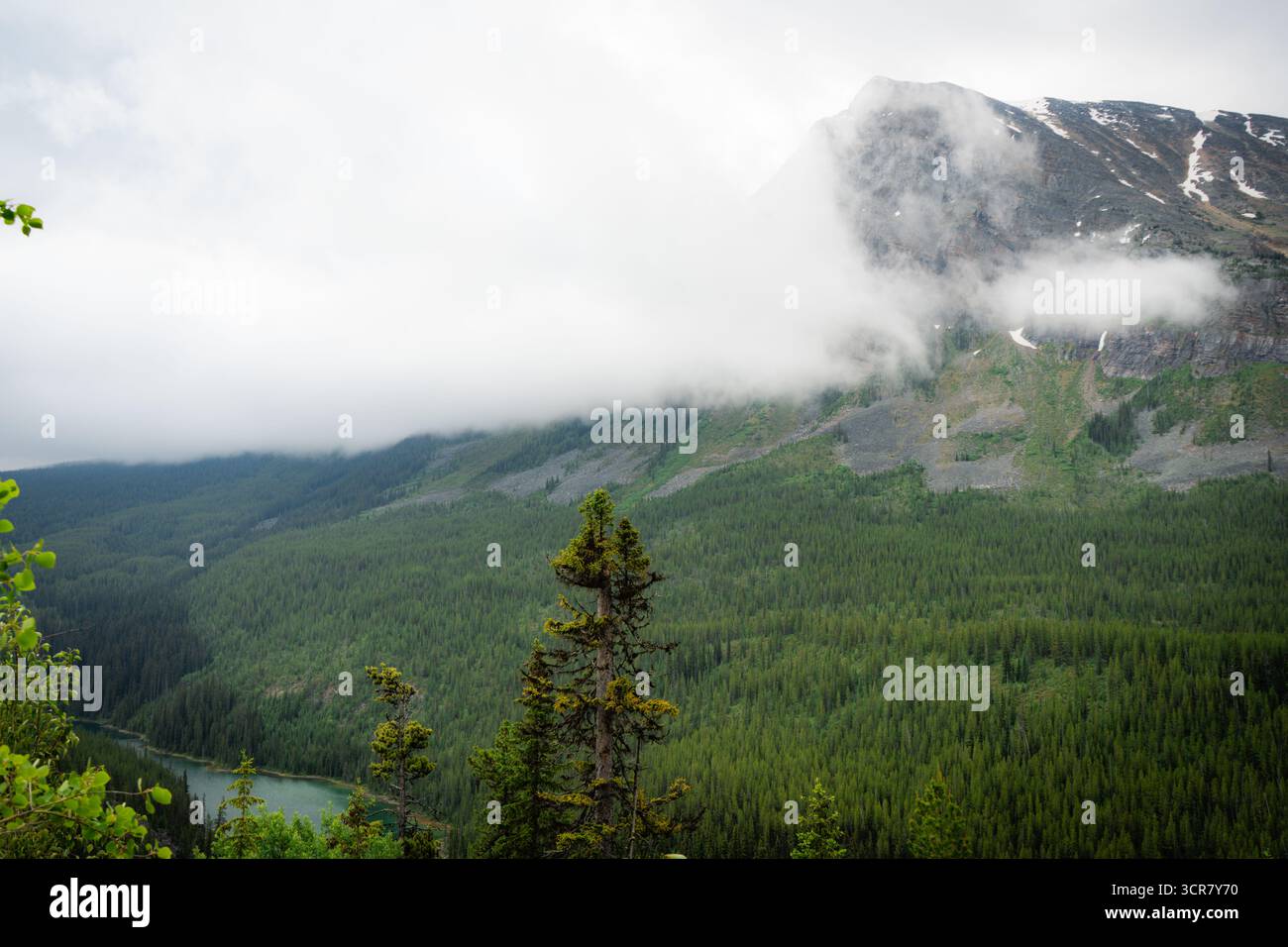 Dense pine trees shrouded in hi-res stock photography and images - Alamy