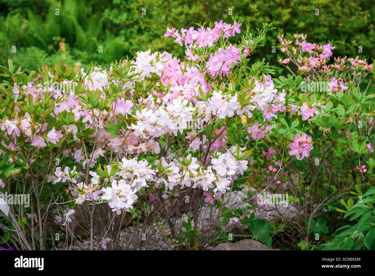 Rhododendron schlippenbachii hi-res stock photography and images - Alamy