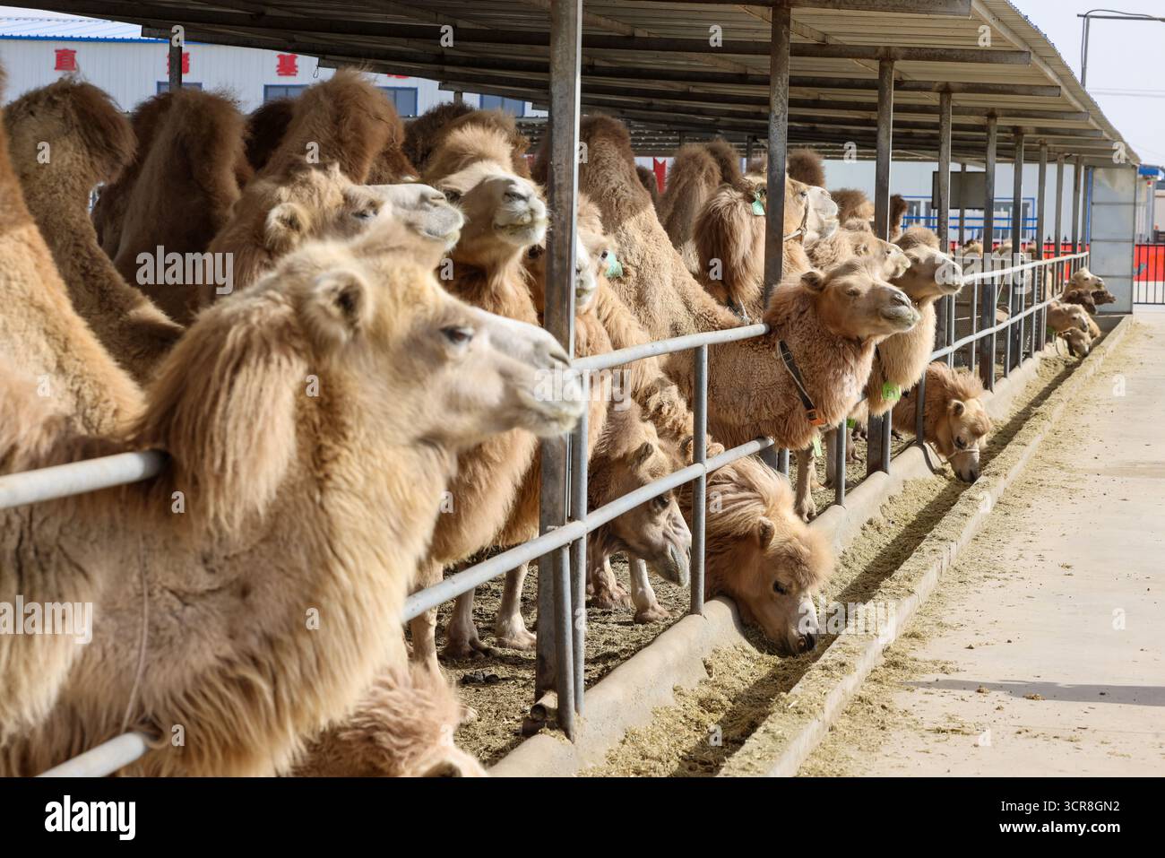 Camel Processing Aksu,China.27th September 2025. Herds of camels are seen at the Wanfeng ...