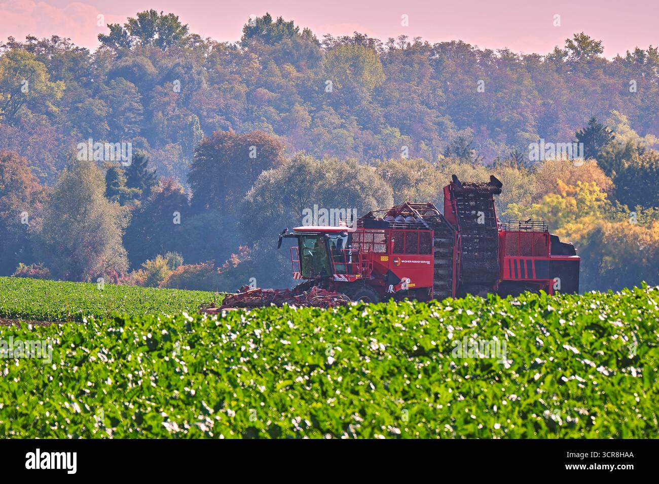 Rübenernte. Rübenernte im Burgenlandkreis. 20250929MIC0220 *** Beet harvest Beet harvest in the Burgenland district 20250929MIC0220 Stock Photo
