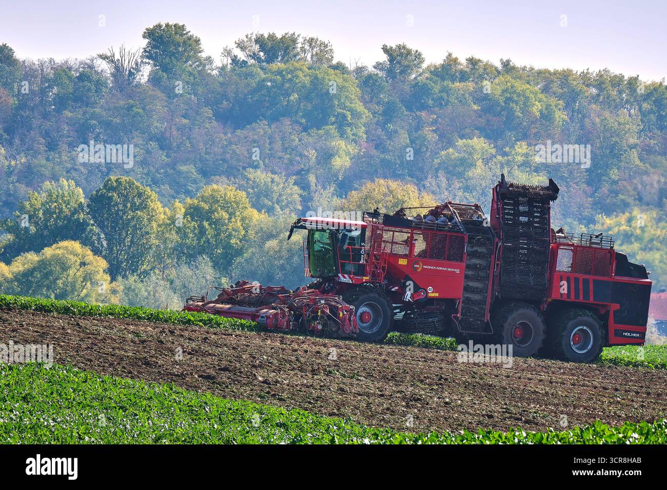 Rübenernte. Rübenernte im Burgenlandkreis. 20250929MIC0241 *** Beet harvest Beet harvest in the Burgenland district 20250929MIC0241 Stock Photo