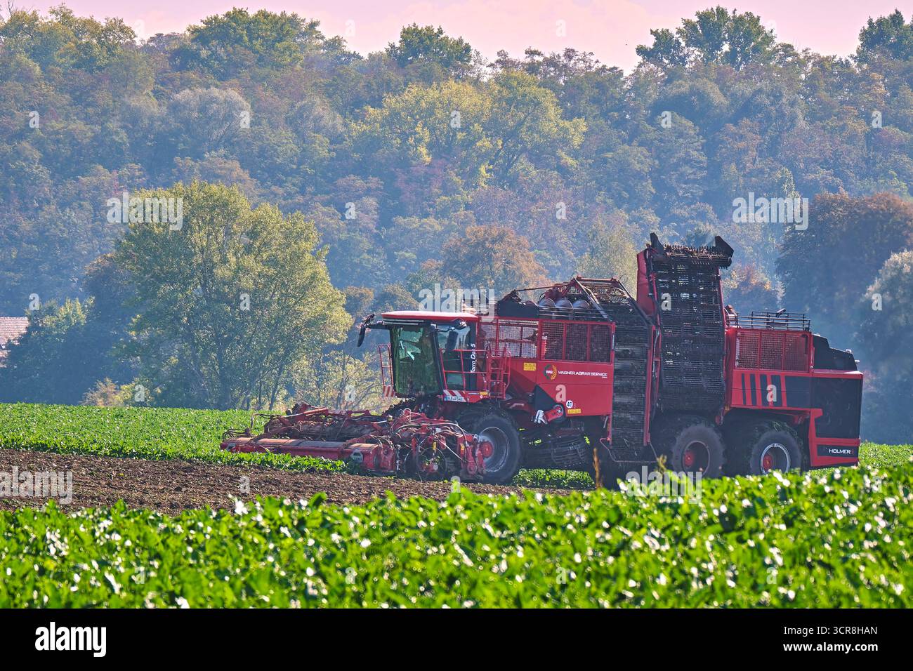 Rübenernte. Rübenernte im Burgenlandkreis. 20250929MIC0227 *** Beet harvest Beet harvest in the Burgenland district 20250929MIC0227 Stock Photo