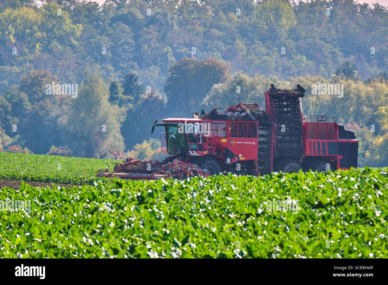 Rübenernte. Rübenernte im Burgenlandkreis. 20250929MIC0222 *** Beet harvest Beet harvest in the Burgenland district 20250929MIC0222 Stock Photo