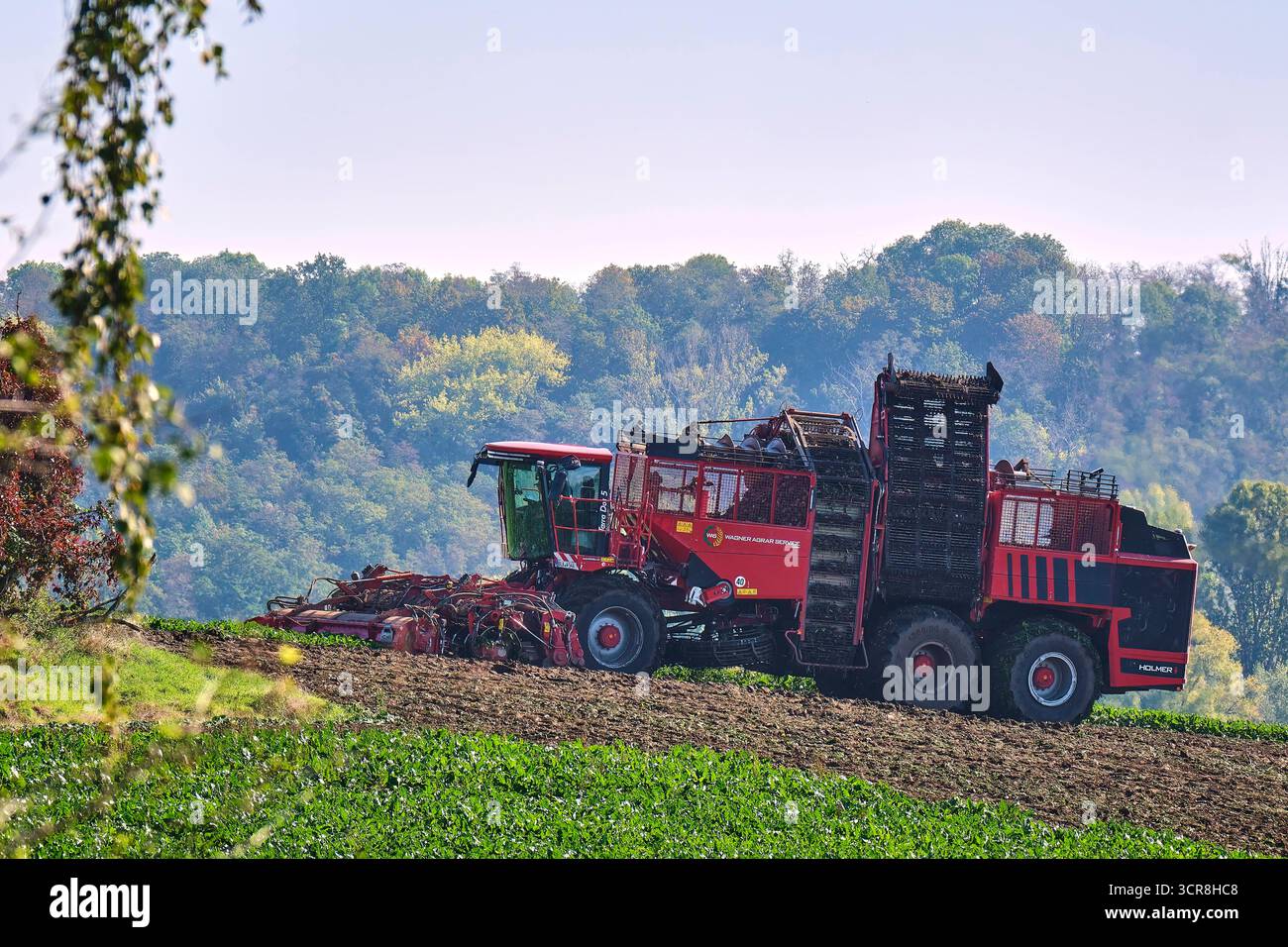 Rübenernte. Rübenernte im Burgenlandkreis. 20250929MIC0245 *** Beet harvest Beet harvest in the Burgenland district 20250929MIC0245 Stock Photo