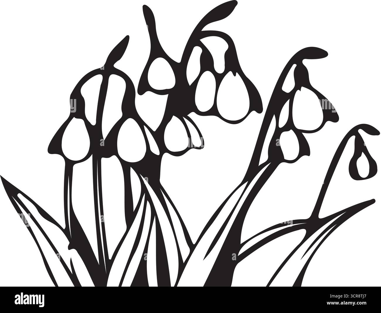 Delicate black and white illustration of snowdrop flowers in bloom Stock Vector
