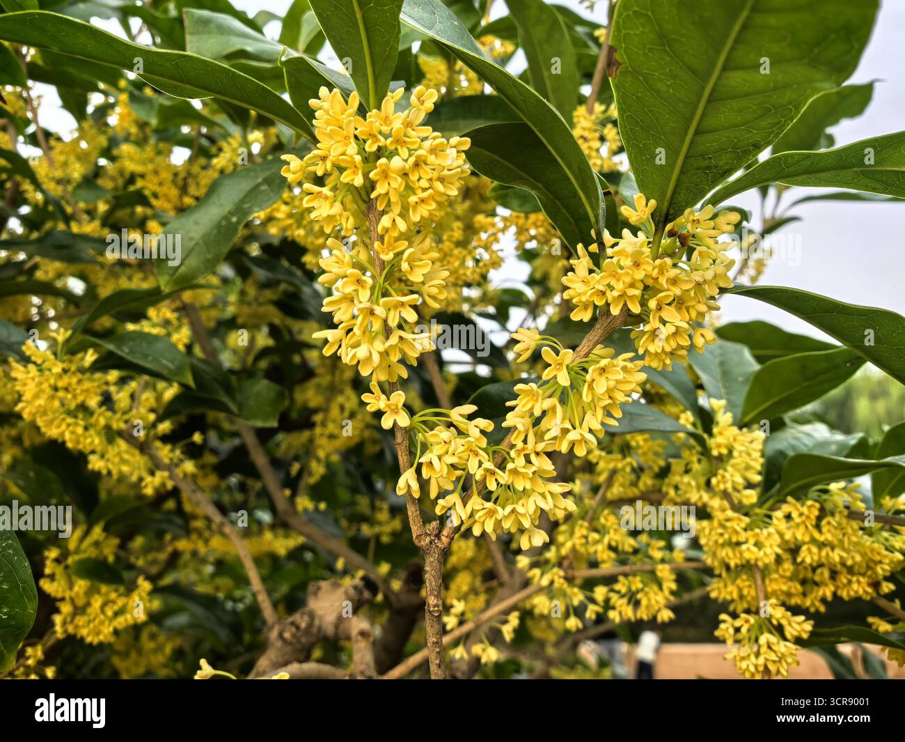 osmanthus-flowers-are-in-full-bloom-in-the-summer-palace-in-beijing