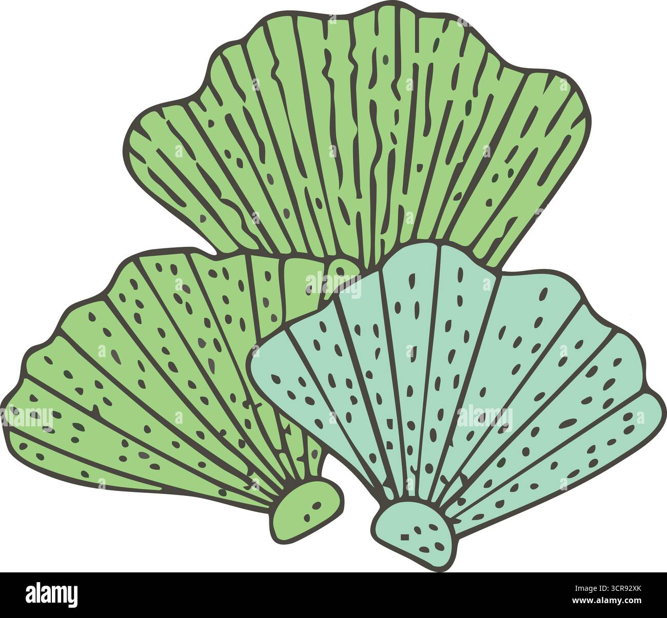 Fan Sea Shells Coastal fan Stock Vector Images - Alamy