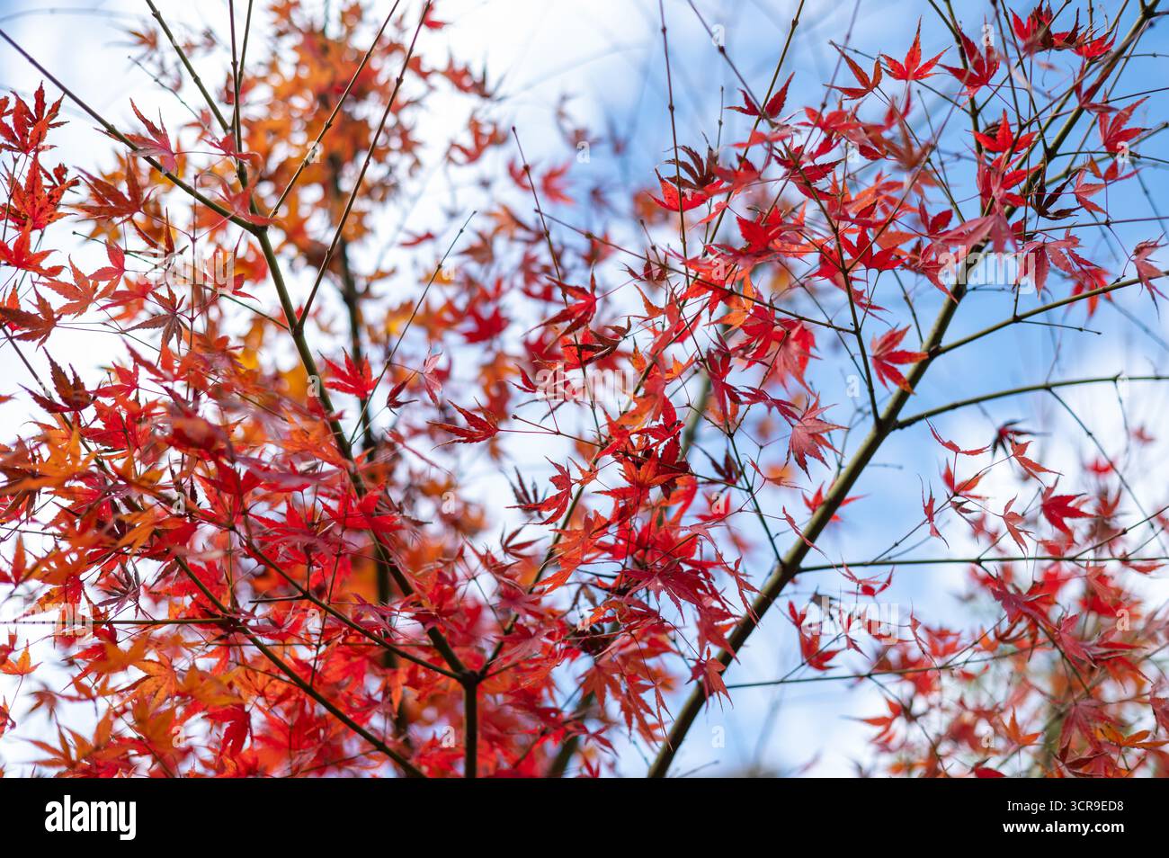 Bright Red Maple Leaves Against Blue Sky in Autumn Stock Photo - Alamy
