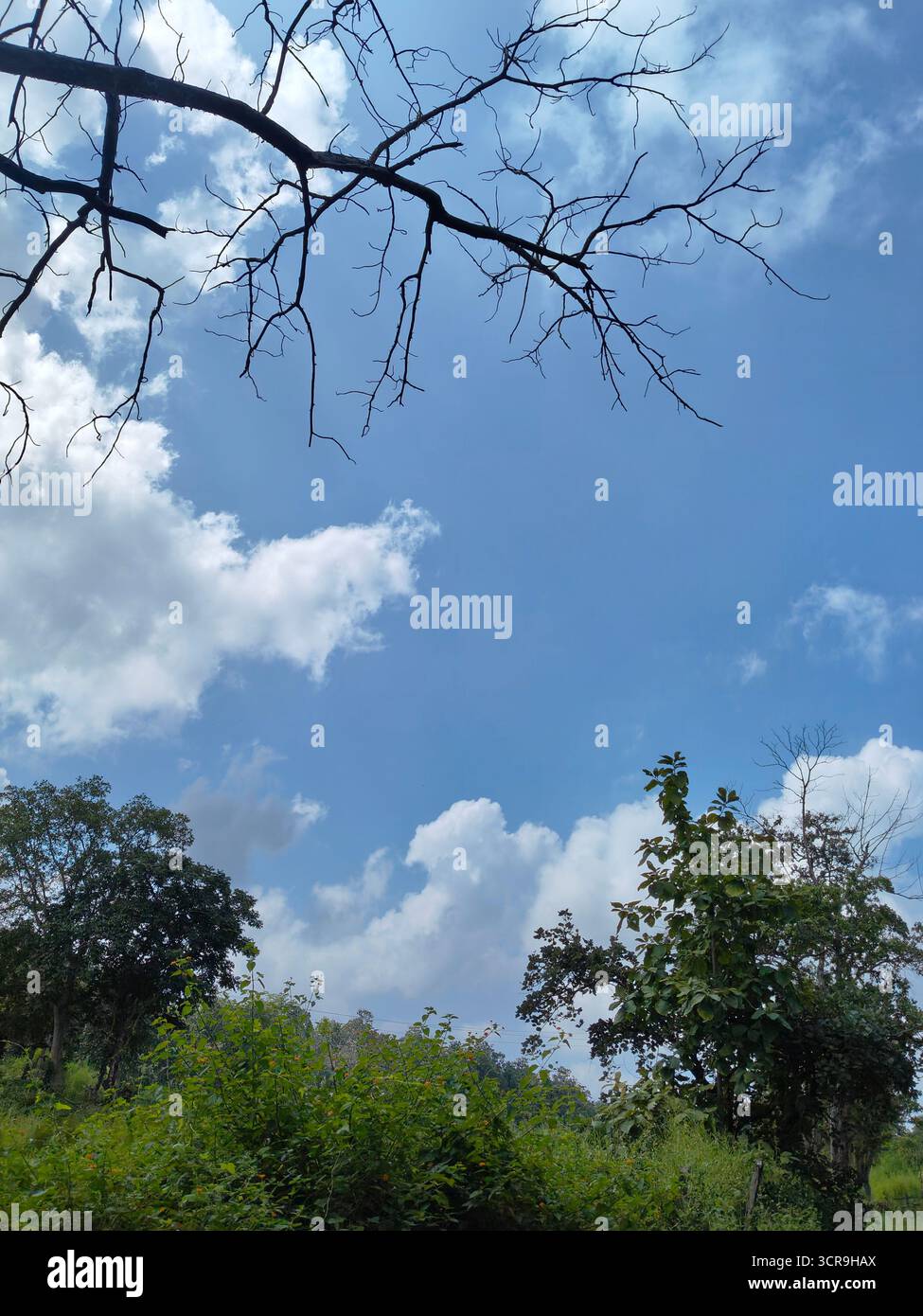 The peace that nature gives us is incomparable. How our mind becomes silent when we are around nature. Just looking at the trees and leaves bending as the wind blows. The calmness it provides to our ears and souls. - Smartphone Captured Stock Image