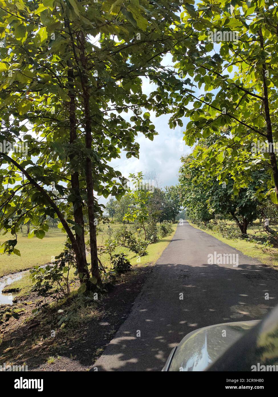 The peace that nature gives us is incomparable. How our mind becomes silent when we are around nature. Just looking at the trees and leaves bending as the wind blows. The calmness it provides to our ears and souls. - Smartphone Captured Stock Image