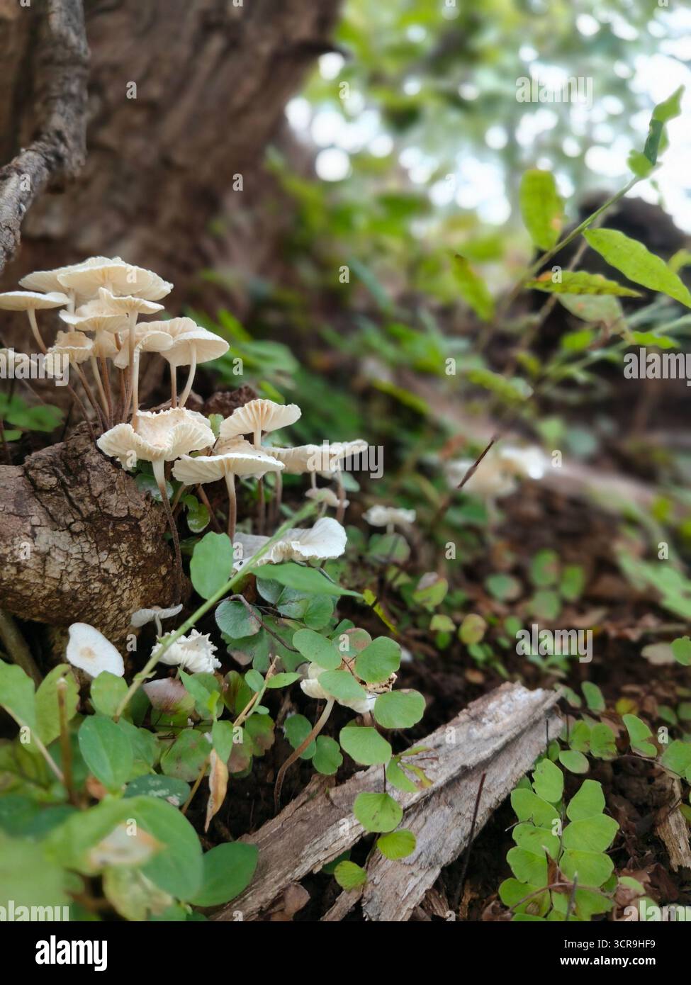 The peace that nature gives us is incomparable. How our mind becomes silent when we are around nature. Just looking at the trees and leaves bending as the wind blows. The calmness it provides to our ears and souls. - Smartphone Captured Stock Image
