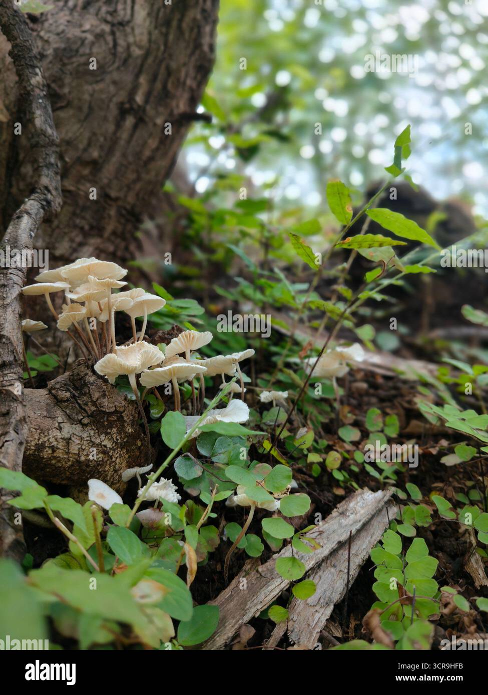 The peace that nature gives us is incomparable. How our mind becomes silent when we are around nature. Just looking at the trees and leaves bending as the wind blows. The calmness it provides to our ears and souls. - Smartphone Captured Stock Image