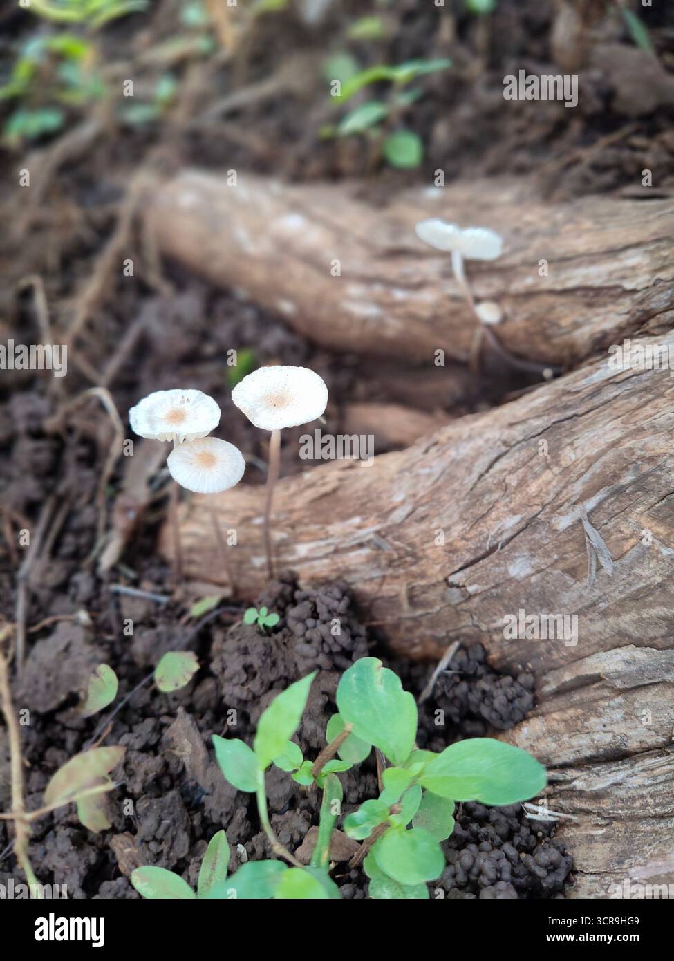 The peace that nature gives us is incomparable. How our mind becomes silent when we are around nature. Just looking at the trees and leaves bending as the wind blows. The calmness it provides to our ears and souls. - Smartphone Captured Stock Image