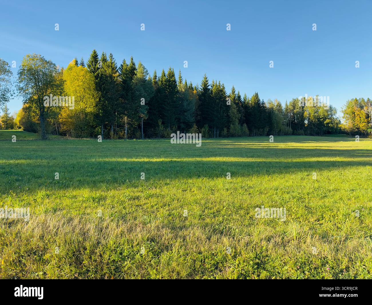 Scenic view of a green meadow with trees and houses under a clear blue sky. - Smartphone Captured Stock Image