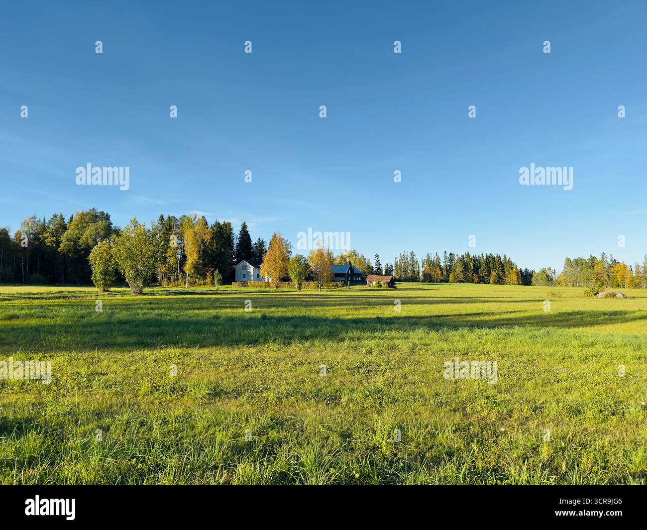 Scenic view of a green meadow with trees and houses under a clear blue sky. - Smartphone Captured Stock Image
