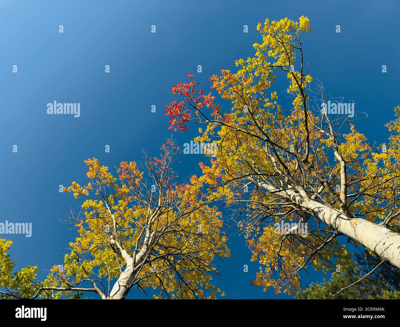 Autumn trees reaching towards a clear blue sky - Smartphone Captured Stock Image