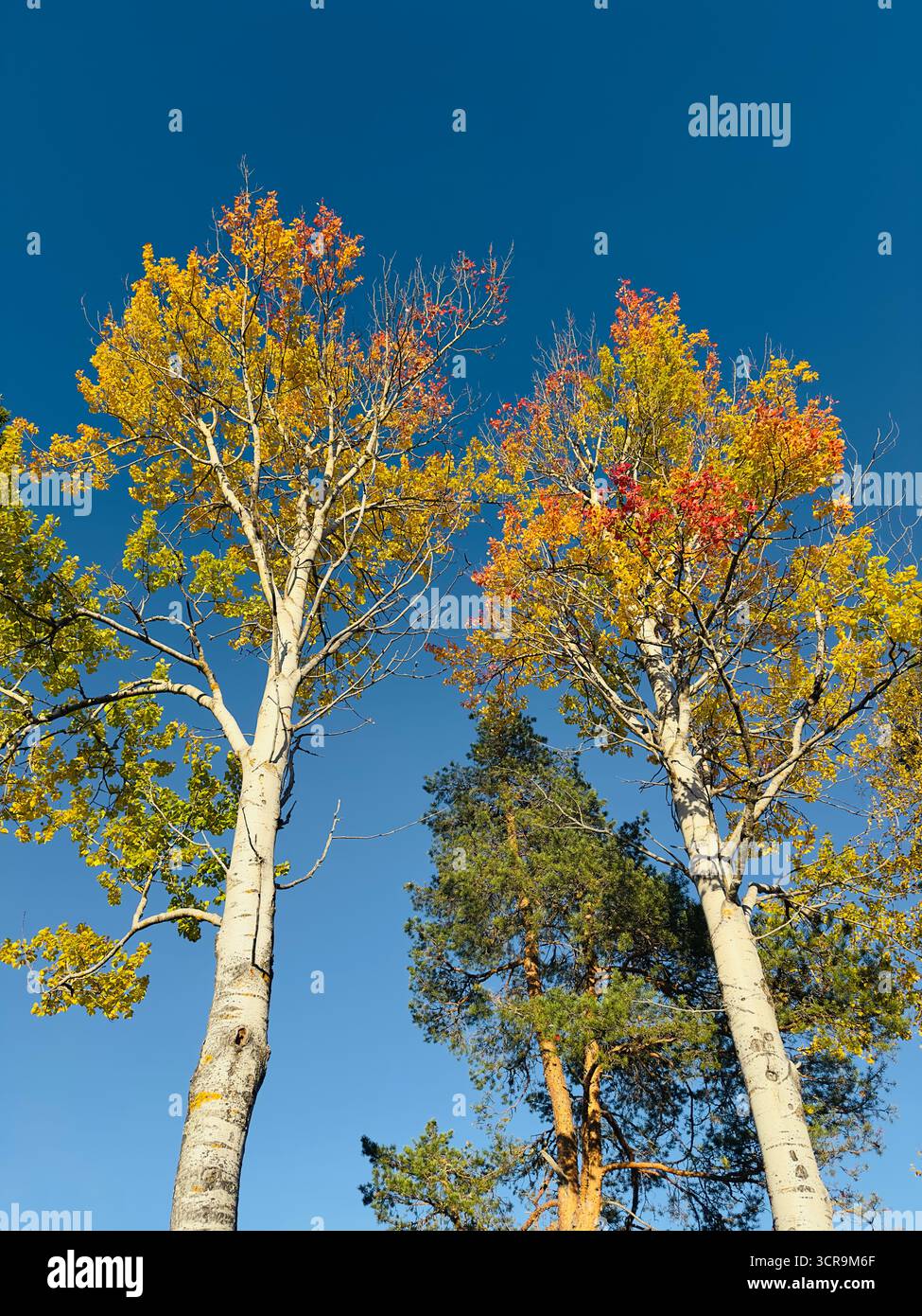Autumn trees reaching towards a clear blue sky - Smartphone Captured Stock Image