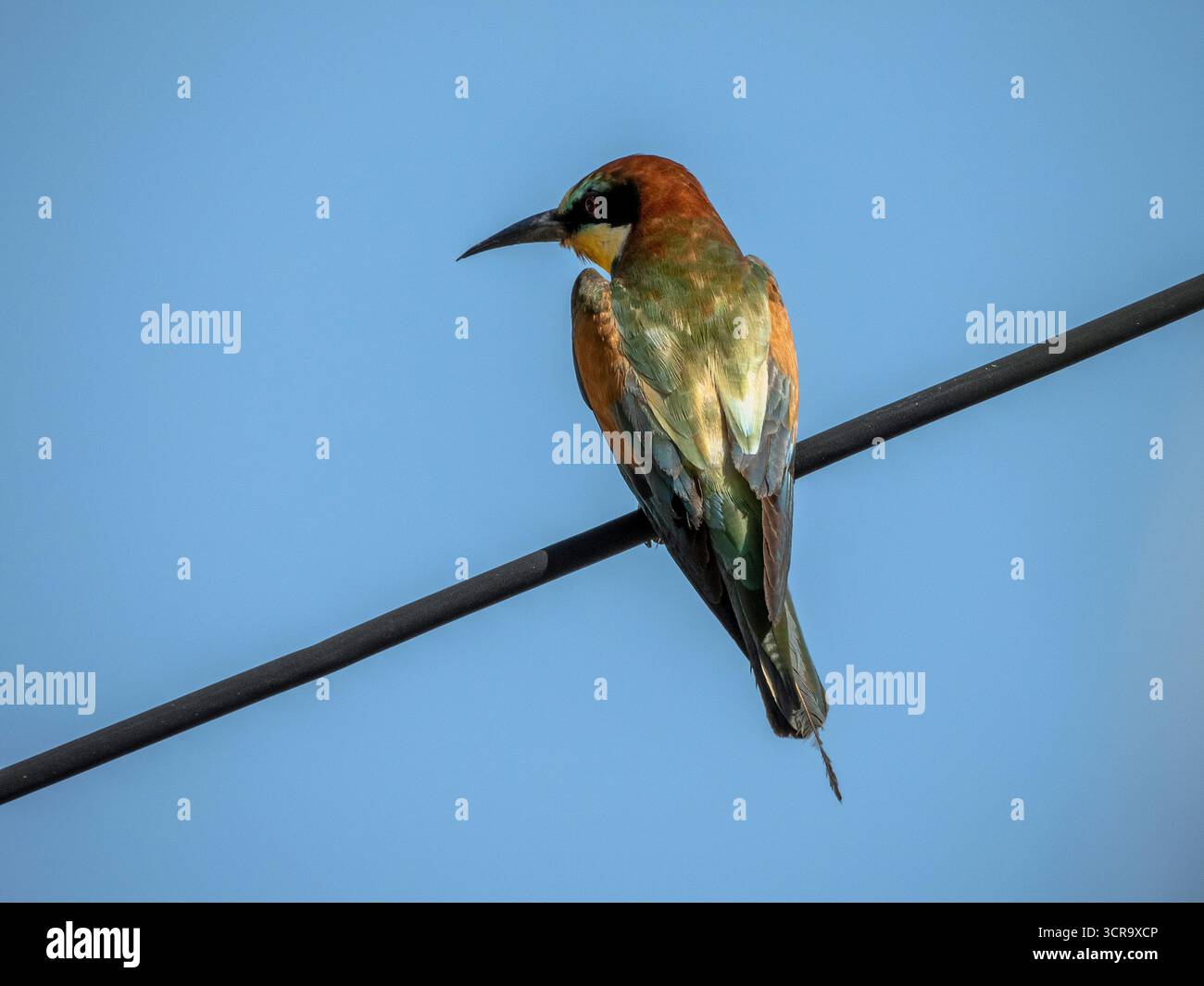 European Bee-eater (Merops apiaster) Perched on Wire Against Blue Sky Stock Photo