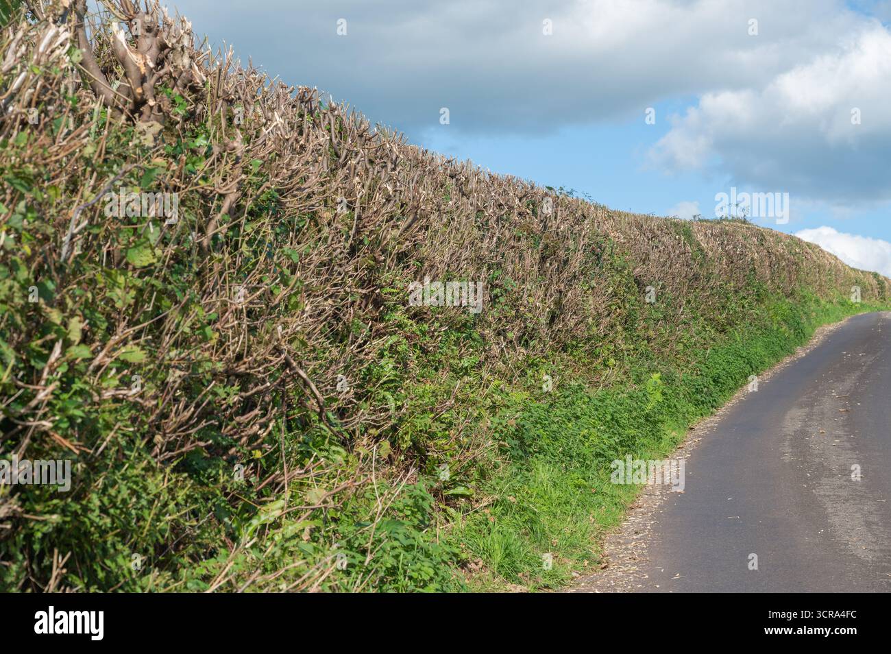 Flailed hedge on country road in Carmarthenshire, Wales, UK Stock Photo