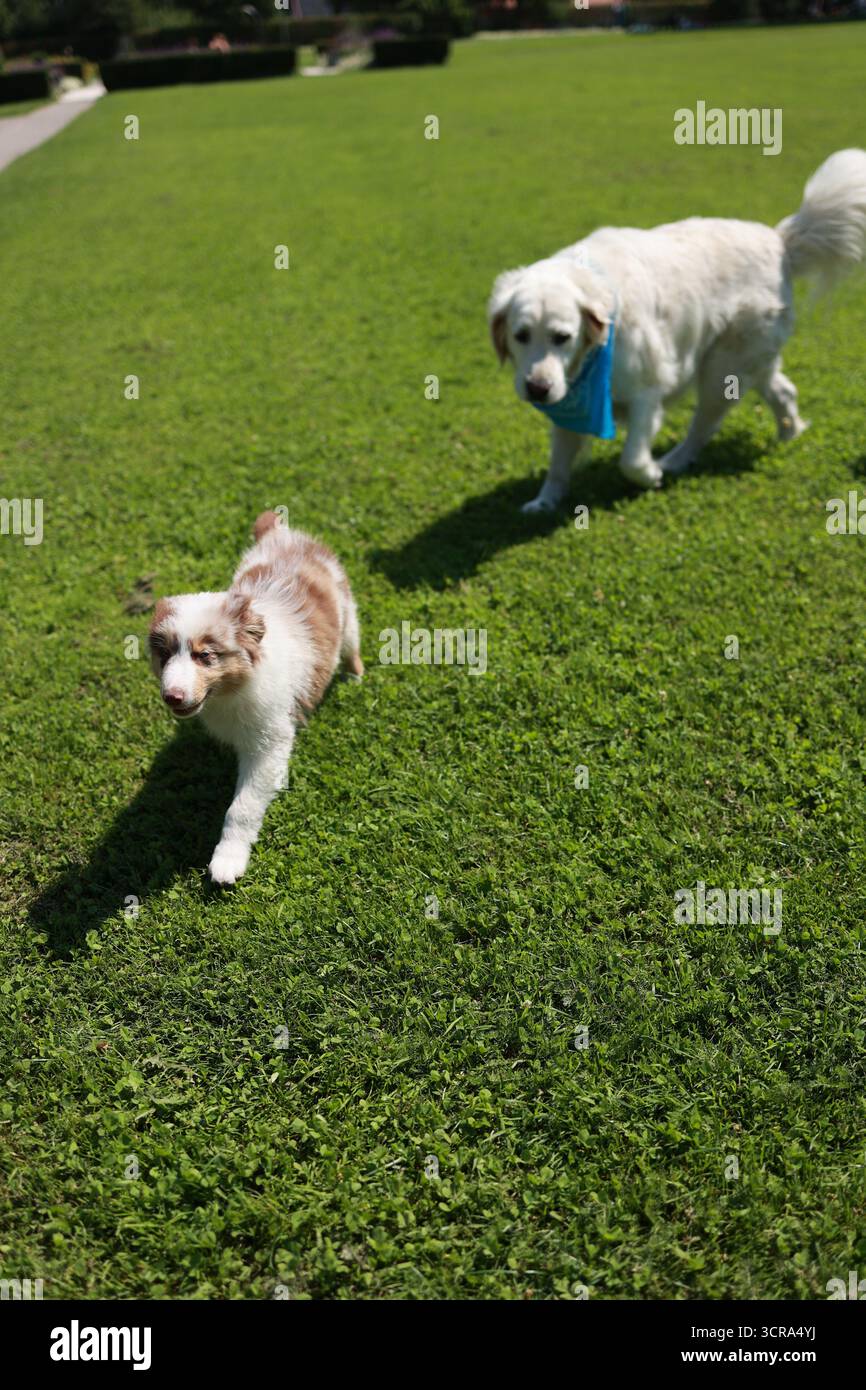 Two dogs are playing in a grassy field Stock Photo - Alamy