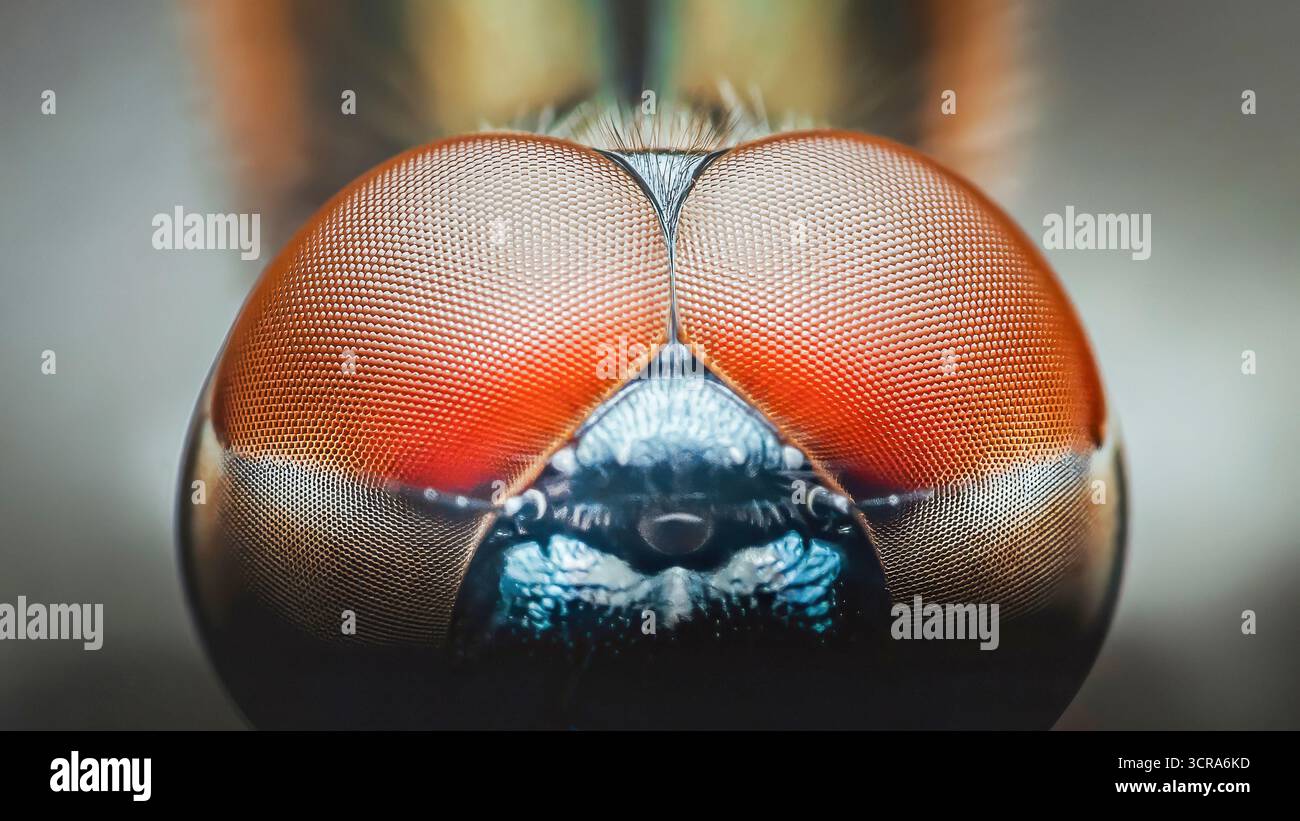 Macro photography captures the fascinating complexity of a fly's compound eyes, revealing thousands of individual lenses working together to provide a Stock Photo