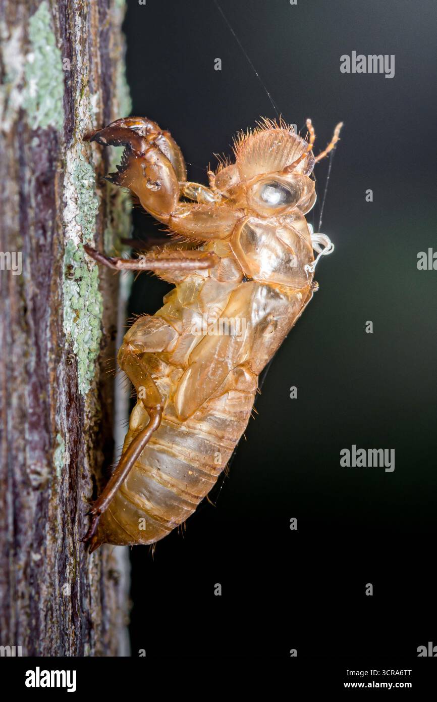 Cicada nymph exoskeleton clings to tree bark, empty shell from molting ...