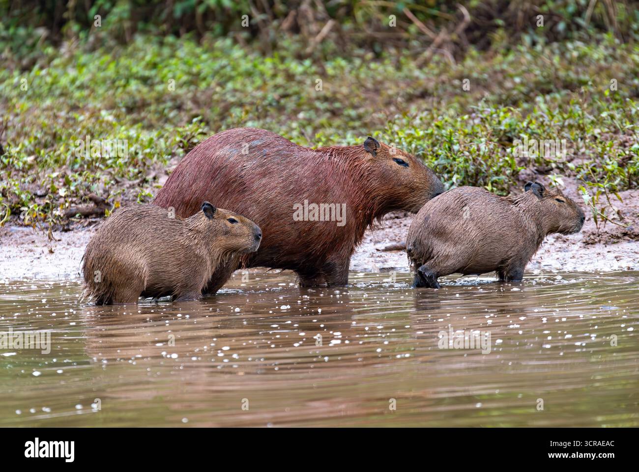 Capybara or greater capybara (Hydrochoerus hydrochaeris), largest ...