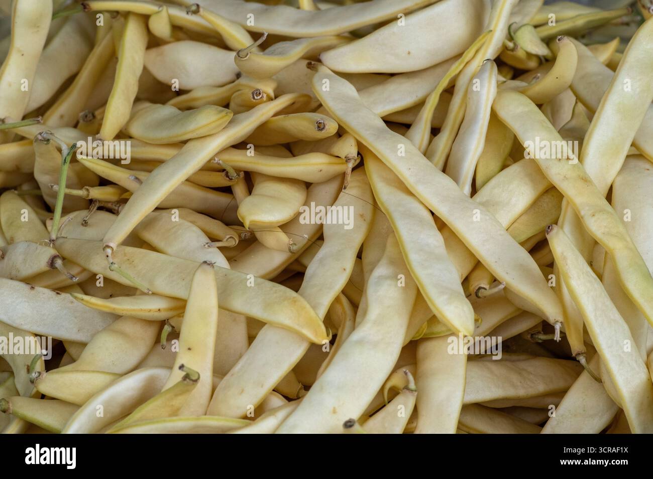 climbing French beans, locally produced French beans, Close-up of French beans, Green Beans Stock Photo