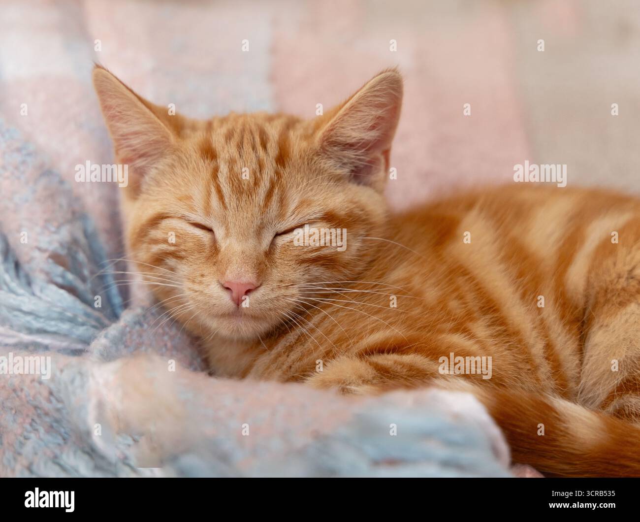 Ginger orange kitten sleeping Stock Photo