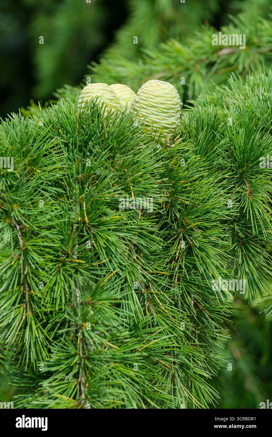 Cedrus deodara, the deodar cedar, Himalayan cedar, or deodar, maturing barrel-shaped female cones Stock Photo