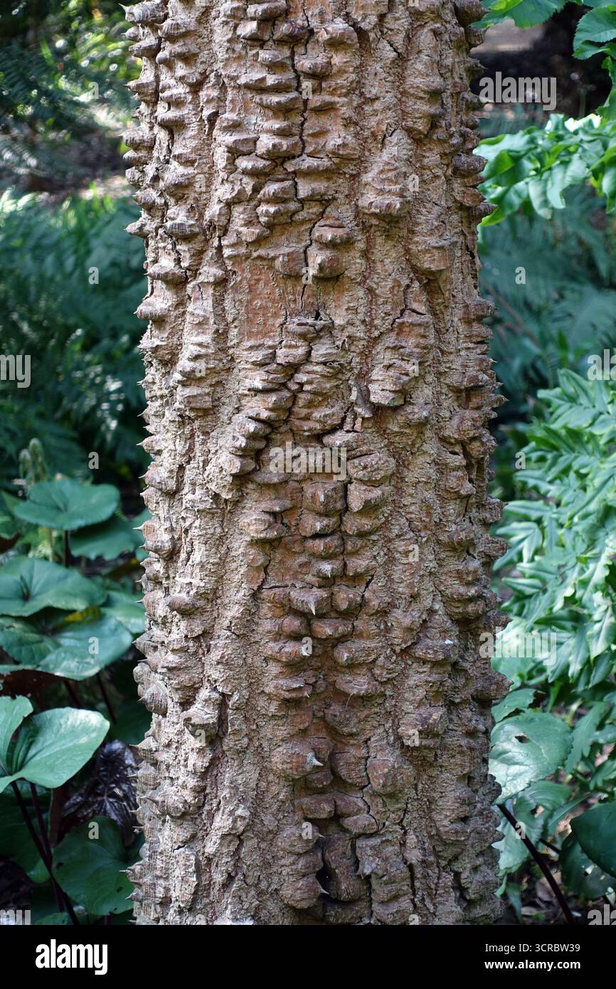Castor oil tree hi-res stock photography and images - Alamy