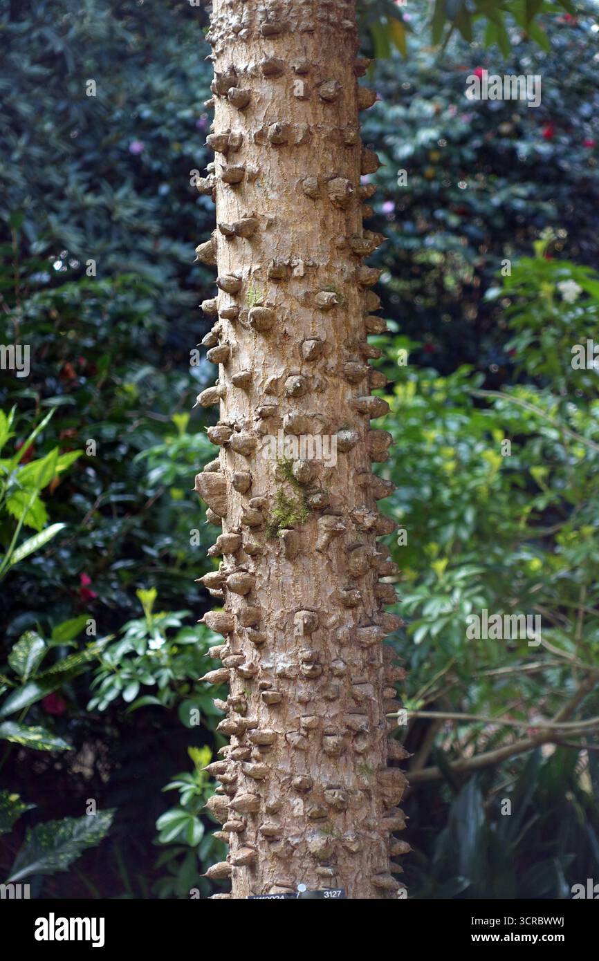 Prickly castor oil tree hi-res stock photography and images - Alamy