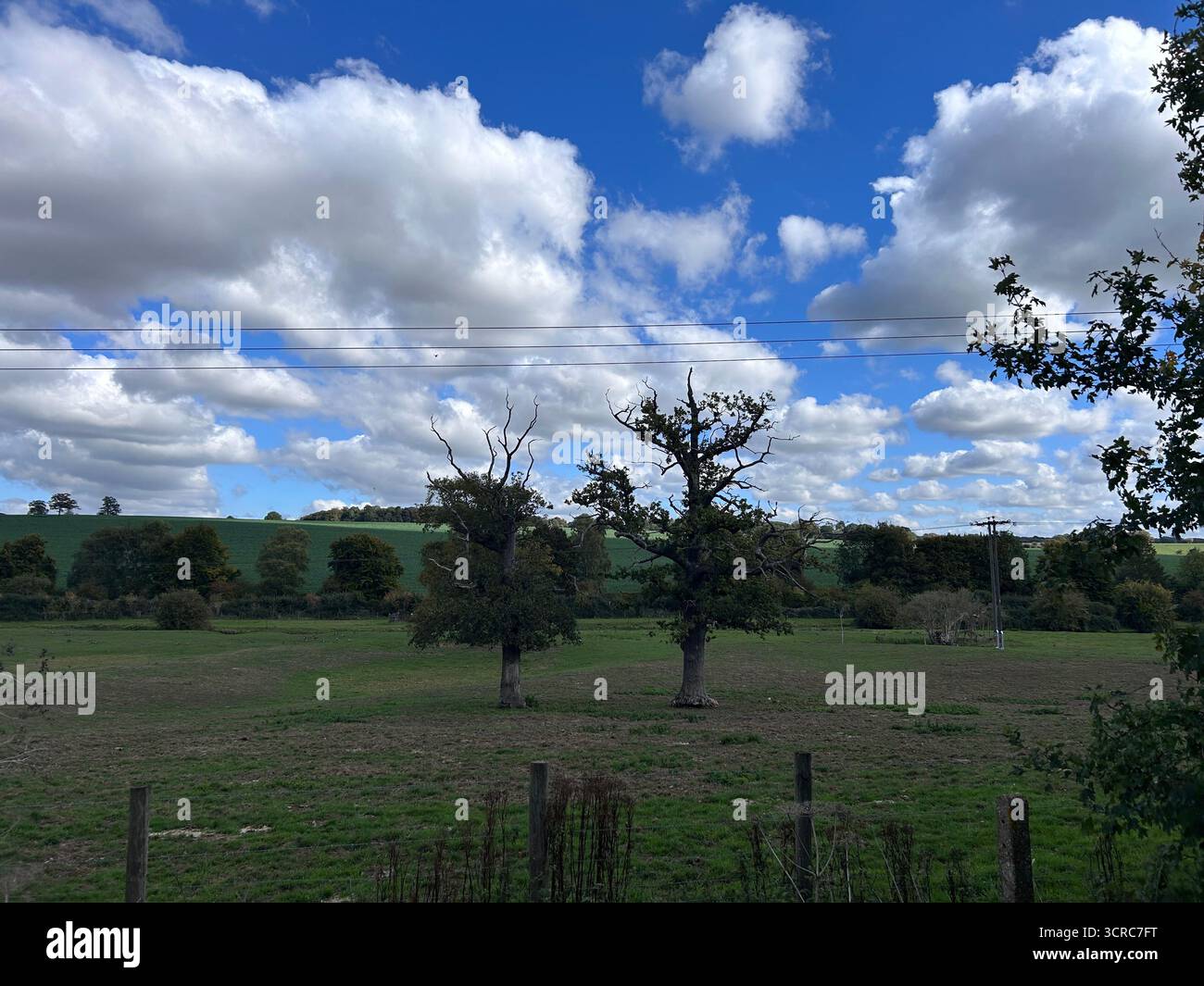 Partially dead oak trees starting to grow leaves in scenic field view - Smartphone Captured Stock Image