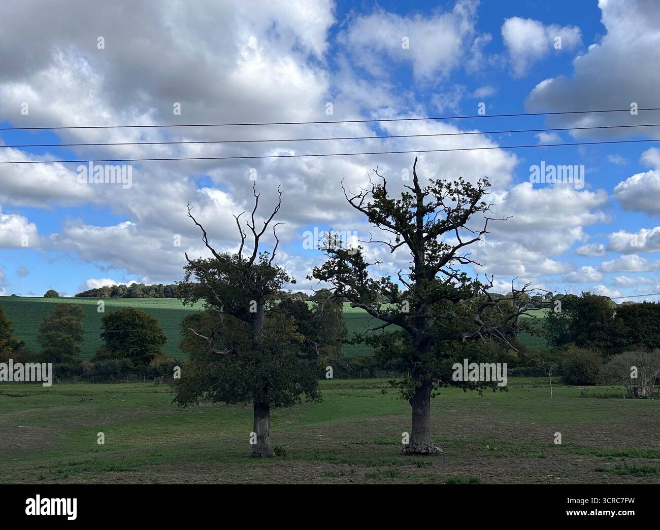 Partially dead oak trees starting to grow leaves in scenic field view - Smartphone Captured Stock Image