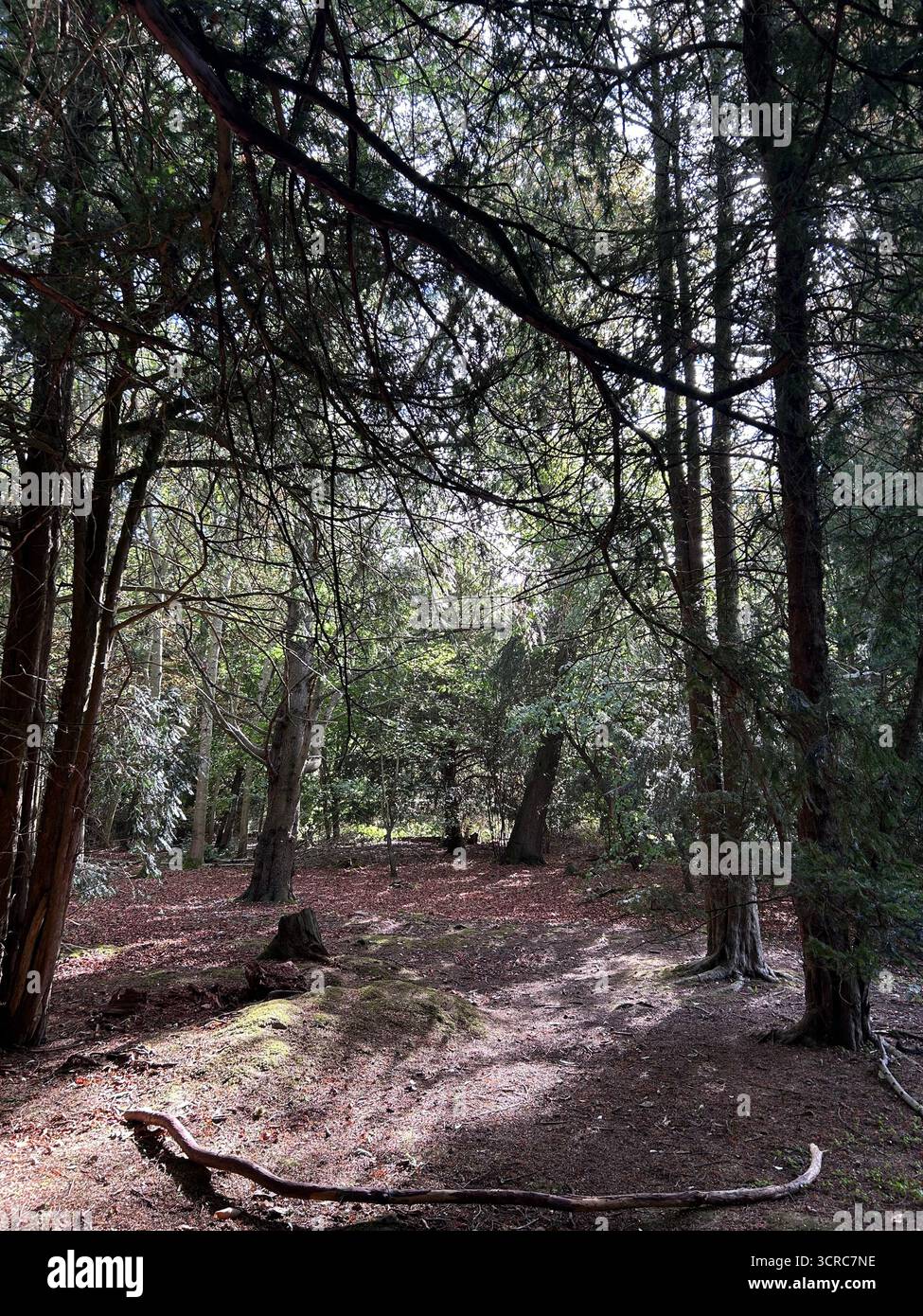 Sunlight breaking through a tree canopy in the forest - Smartphone Captured Stock Image