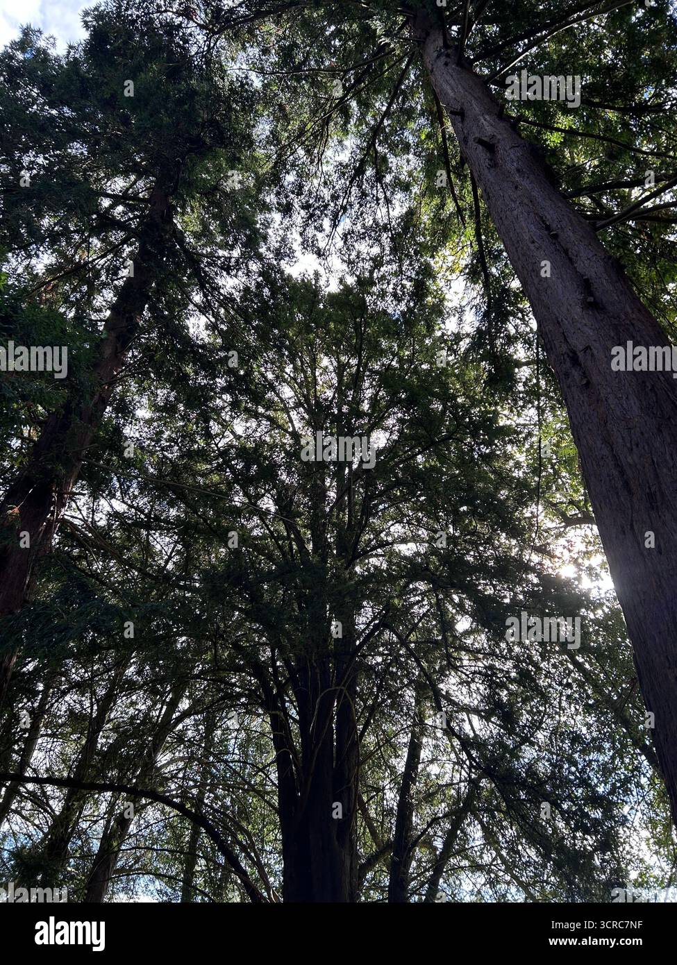 Sunlight breaking through a tree canopy in the forest - Smartphone Captured Stock Image