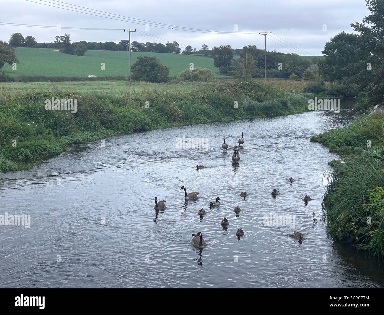 View of the upper River Lee with ducks and geese - Smartphone Captured Stock Image