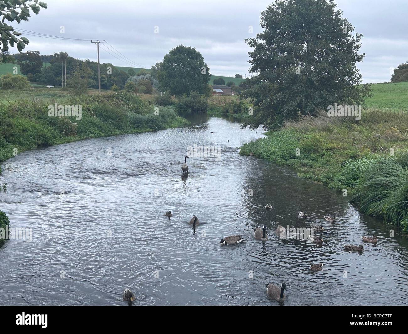 View of the upper River Lee with ducks and geese - Smartphone Captured Stock Image