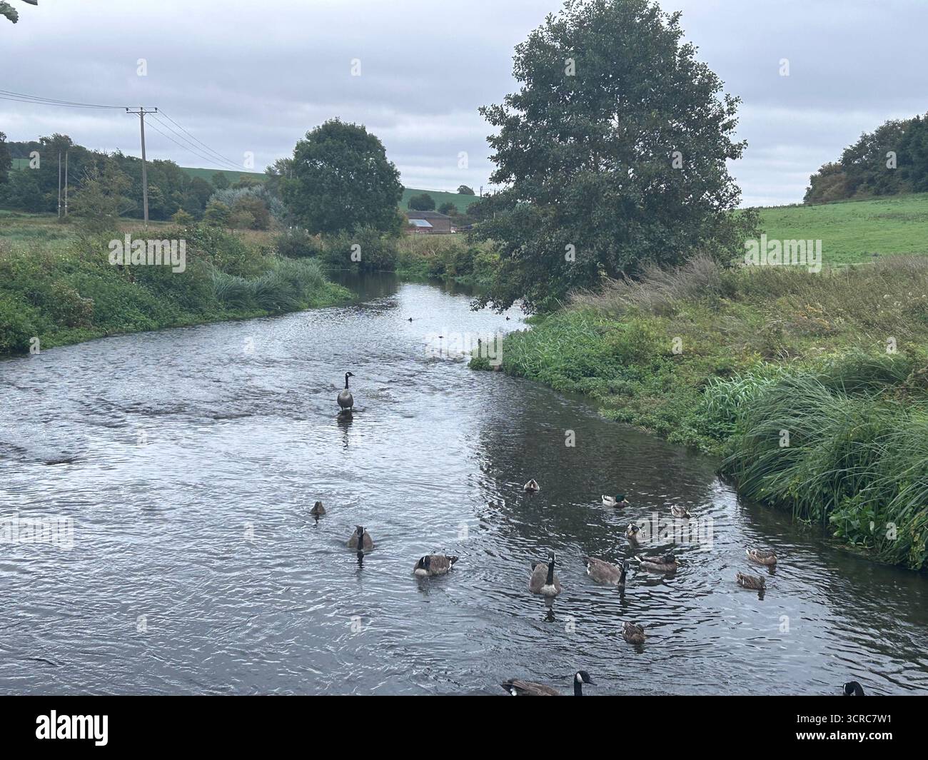 View of the upper River Lee with ducks and geese - Smartphone Captured Stock Image