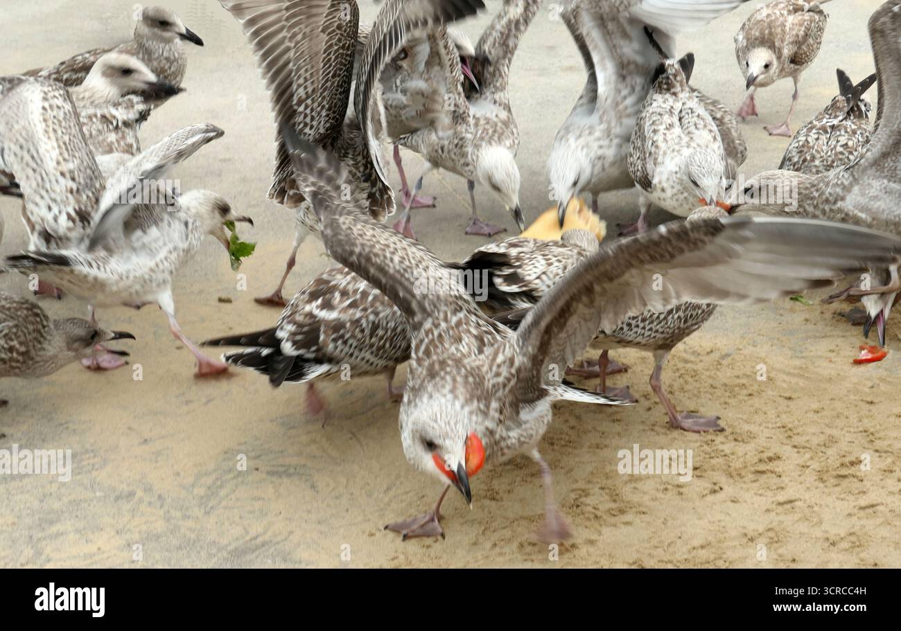 A group of juvenile European herring gulls (Larus argentatus) are clustered on a sandy surface. One seagull has a piece of baguette in its beak. Anoth Stock Photo