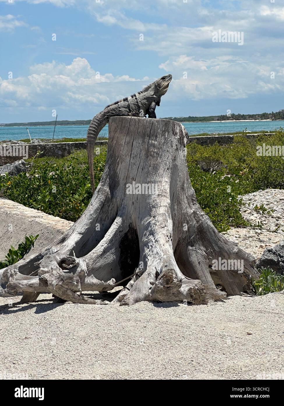 Iguana perching on a tree stump in Mexico - Smartphone Captured Stock Image