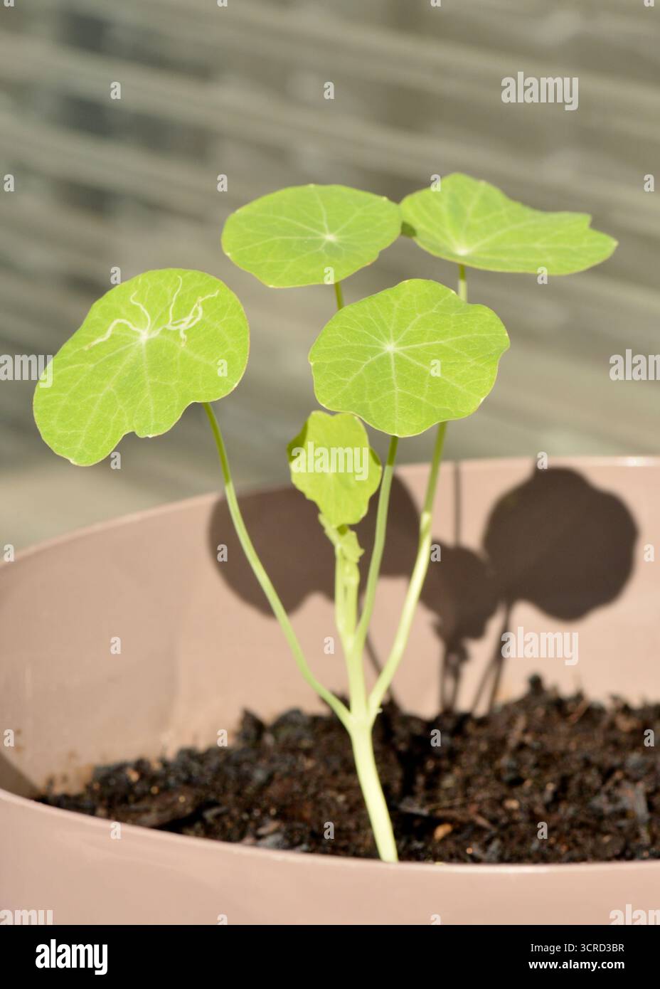 Young nasturtium Tropaeolum majus L. growing in pot, or Indian cress, garden nasturtium, common nasturtium as houseplant, popular for urban gardening Stock Photo