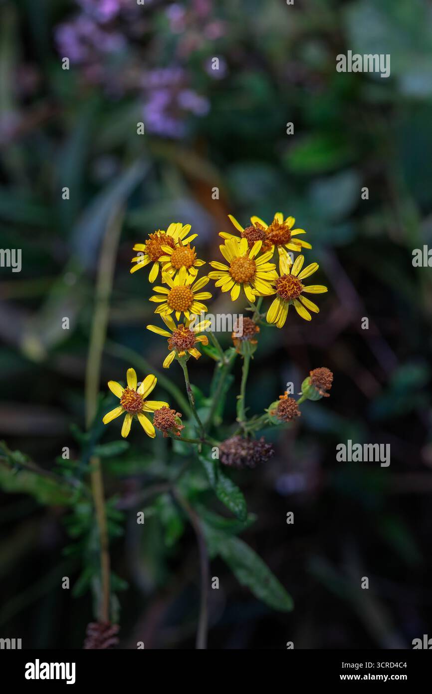 In the wild, the plant Common Ragwort, Jacobaea vulgaris grows among ...