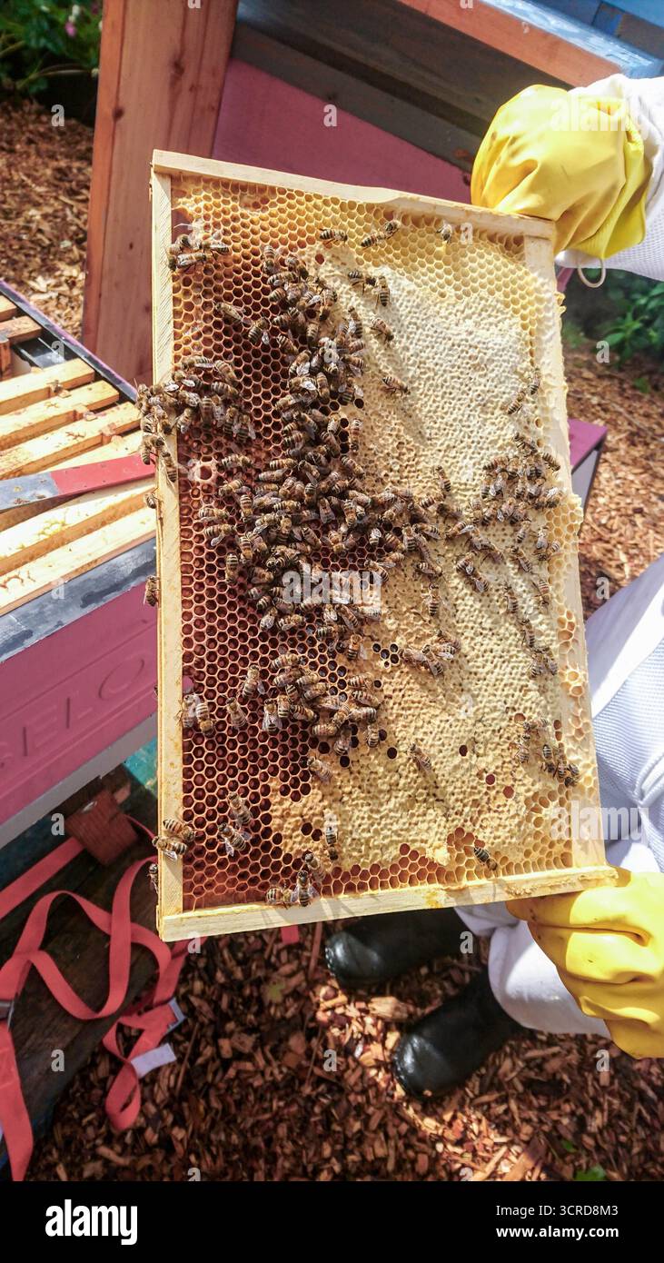 Honey bees on healthy looking brood pattern frame Stock Photo