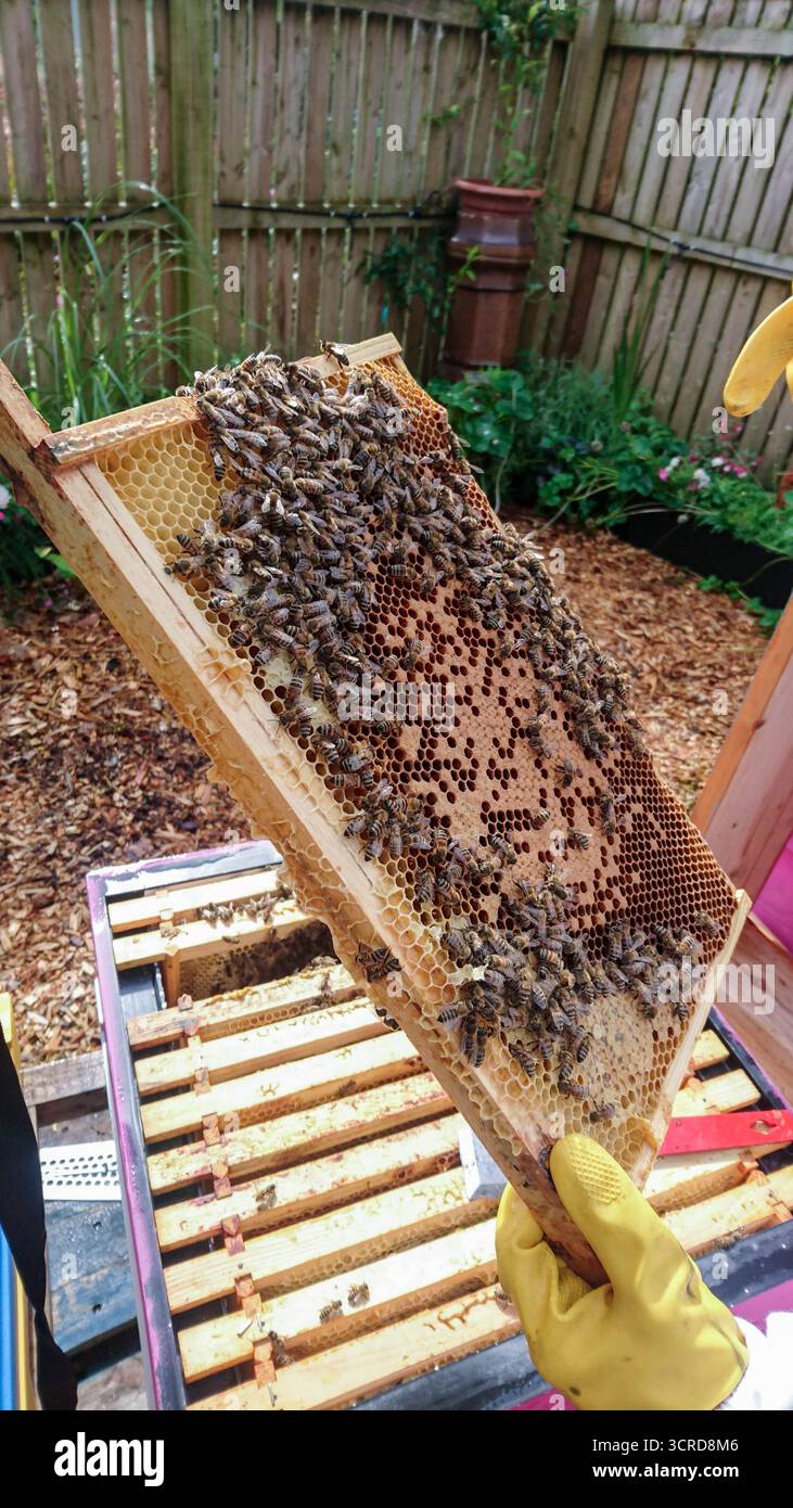 Honey bees on healthy looking brood pattern frame Stock Photo
