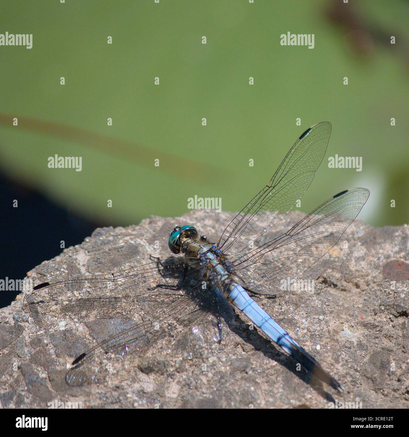 A blue dragonfly resting on a rock Stock Photo
