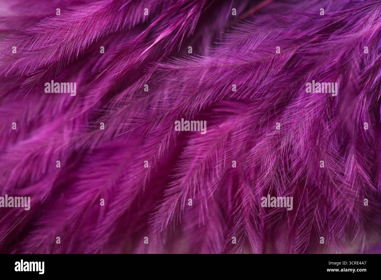 Beautiful violet feathers as background, closeup Stock Photo