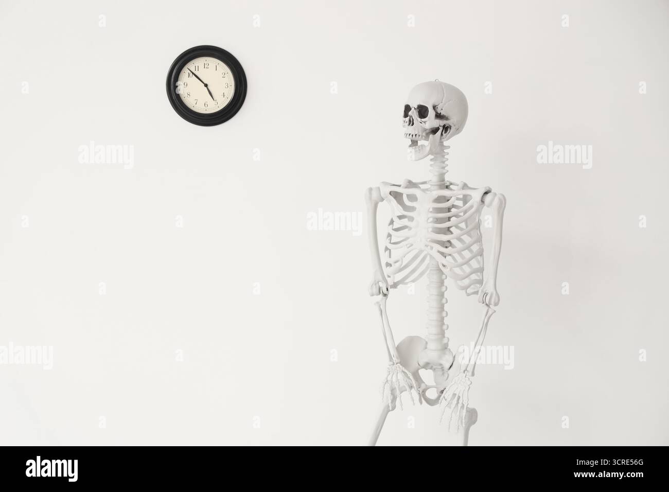 Human skeleton model near clock on light wall Stock Photo
